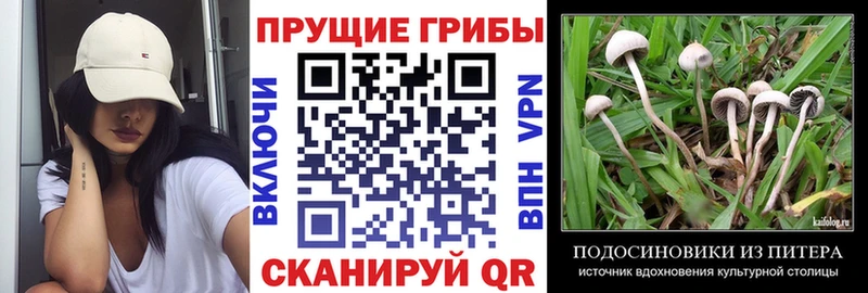 ОМГ ОМГ как войти  Заволжье  Галлюциногенные грибы Psilocybe  как найти закладки 